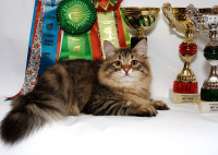 Pogostite.ru - Выставка Кошек «Юбилейная весна – 2017» c 01 по 02 апреля КВЦ 